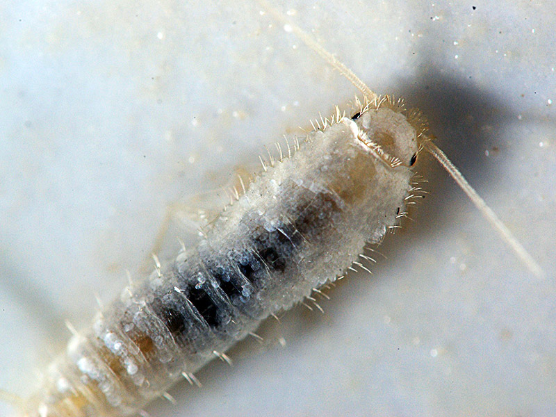 Silberfischchenbekämpfung Wertingen